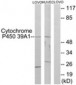 CYP39A1 Antibody (aa361-410)