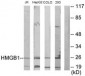 HMG1 / HMGB1 Antibody (aa131-180)