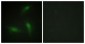 HNRPA1 / HnRNP A1 Antibody (aa51-100)