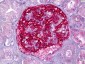 PJA2 Antibody (aa141-190)