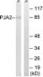 PJA2 Antibody (aa141-190)