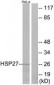 HSPB1 / HSP27 Antibody (aa48-97)