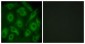 CDH23 / Cadherin 23 Antibody (aa61-110)