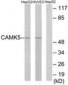 CAMKV Antibody (aa211-260)