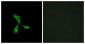 GPCR6 / GPR101 Antibody (aa451-500)