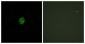 GPR151 Antibody (aa370-419)