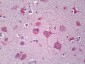 PARD3 Antibody (aa1141-1190)