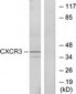CXCR3 Antibody (aa161-210)