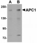 ANAPC1 / APC1 Antibody (C-Terminus)