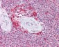 ATG9A Antibody (C-Terminus)