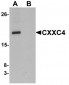 CXXC4 Antibody (N-Terminus)