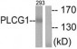 PLCG1 Antibody (aa751-800)