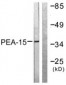 PEA15 / PEA-15 Antibody (aa81-130)