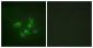 TPH1 / TPH Antibody (aa26-75)