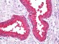 TPH1 / TPH Antibody (aa26-75)