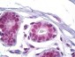 SSB / La Antibody (aa341-390)