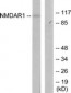 GRIN1 / NMDAR1 Antibody (aa864-913)