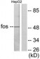 FOS / c-FOS Antibody (aa1-50)