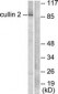 CUL2 / Cullin 2 Antibody (aa696-745)