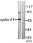 CCNA1 / Cyclin A1 Antibody (aa411-460)