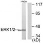 ERK1 + ERK2 Antibody (aa330-379)