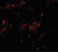 AXIN2 / Axin 2 Antibody (C-Terminus)