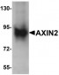 AXIN2 / Axin 2 Antibody (C-Terminus)
