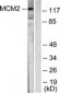MCM2 Antibody (aa1-50)
