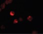LIF Antibody (Internal)