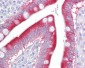 LIF Antibody (Internal)