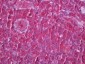 SYK Antibody (aa313-330, clone 8H5)