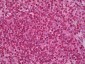 SYK Antibody (aa313-330, clone 12E3)