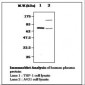 SYK Antibody (aa313-330, clone 12E3)