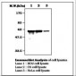 Vimentin Antibody (clone 23H2)