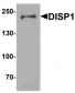 DISPA / DISP1 Antibody (N-Terminus)