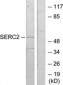 SERINC2 Antibody (aa341-390)