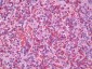 PTPN5 / STEP Antibody (clone T41)