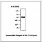 PTPN5 / STEP Antibody (clone T41)