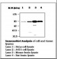 PRKCG / PKC-Gamma Antibody