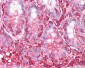 ACTG1 / Gamma Actin Antibody (clone 2A3)