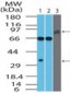 EBI3 Antibody (aa120-170)