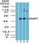 NAMPT / Visfatin Antibody (aa30-80)