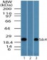 SDC4 / Syndecan 4 Antibody (aa1-50)