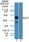 IKZF3 / AIOLOS Antibody (aa350-400)