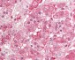 FURIN Antibody (aa740-790)