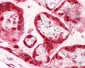 HMGB3 Antibody (aa150-200)