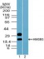 HMGB3 Antibody (aa150-200)