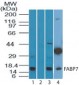 FABP7 / BLBP / MRG Antibody (aa80-130)