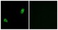 GPR34 Antibody (aa181-230)