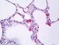TNF Alpha Antibody (clone 2C8)